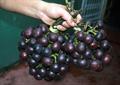 Amazon Grape
